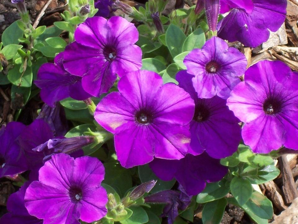 Purple Petunias | Shutterbug