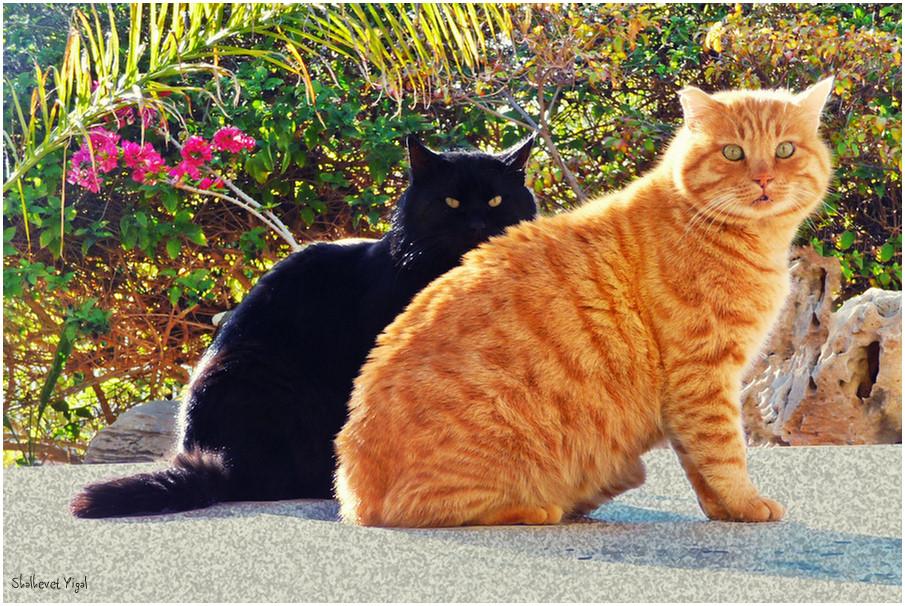 Ginger cat and black cat | Shutterbug