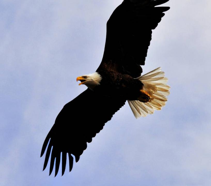 Eagle in Flight | Shutterbug